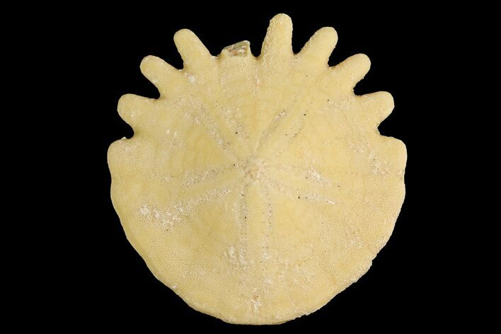 Fossil Sand Dollar (Heliophora) - Boujdour Province, Morocco #178040